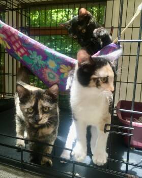 Misty -  Domestic Short Hair Cat for Adoption in Leicester, North Carolina - Misty | PetCurious