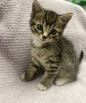 Domestic Short Hair Cats Available for Adoption in Ontario, California - LEO | PetCurious