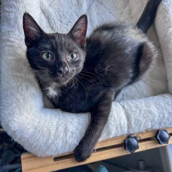 Woody -  Domestic Short Hair Cat for Adoption in Fishers, Indiana - Woody | PetCurious