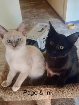 Page and Ink -  Domestic Short Hair Cat for Adoption in Maple Valley, Washington - Page And Ink | PetCurious