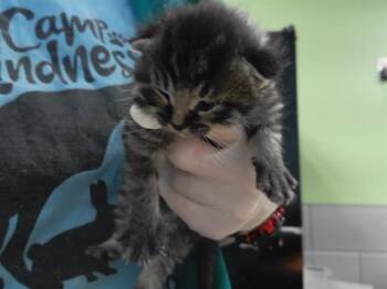 RUSSELL STOVER -  Domestic Short Hair Cat for Adoption in Omaha, Nebraska - RUSSELL STOVER | PetCurious