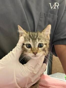Rio Rancho -  Domestic Short Hair Cat for Adoption in Fort Collins, Colorado - Rio Rancho | PetCurious