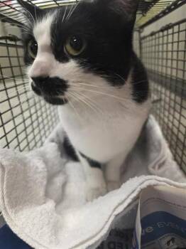 Domestic Short Hair Cats Available for Adoption - ZEPHYRA | PetCurious