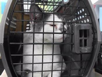 CANDYCANE -  Domestic Short Hair Cat for Adoption in Omaha, Nebraska - CANDYCANE | PetCurious