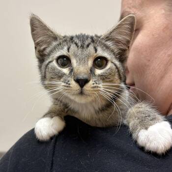 Daisy -  Domestic Short Hair Cat for Adoption in Sonora, California - Daisy | PetCurious