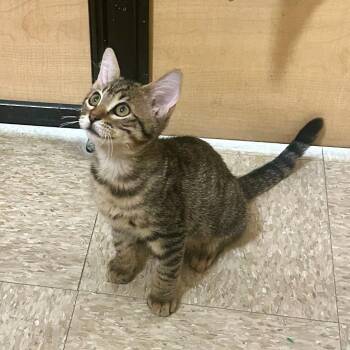 Scoville -  Domestic Short Hair Cat for Adoption in Rowlett, Texas - Scoville | PetCurious