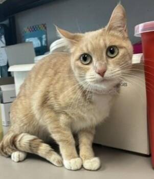 *My Melody* -  Domestic Short Hair Cat for Adoption in Salt Lake City, Utah - *My Melody* | PetCurious