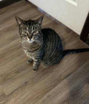 Jackson -  Domestic Short Hair Cat for Adoption in Maineville, Ohio - Jackson | PetCurious