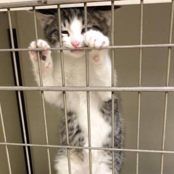 Randall -  Domestic Short Hair Cat for Adoption in Kingman, Kansas - Randall | PetCurious