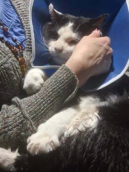 Domestic Short Hair Cats Available for Adoption in Crown Point, Indiana - Cheekers | PetCurious