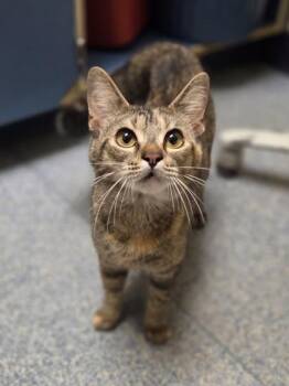 Olivia -  Domestic Short Hair Cat for Adoption in Westland, Michigan - Olivia | PetCurious