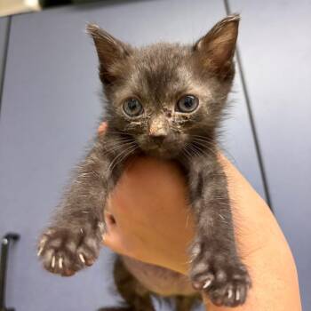 Kerfuffle -  Domestic Short Hair Cat for Adoption in Charlottesville, Virginia - Kerfuffle | PetCurious