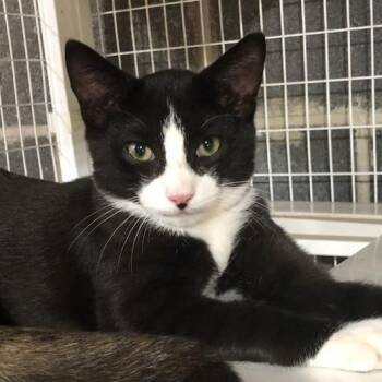 New Friends Coming In -  Domestic Short Hair Cat for Adoption in Clifton, New Jersey - New Friends Coming In | PetCurious