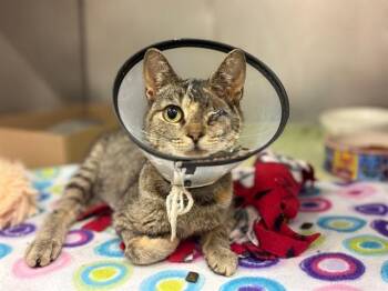 TURANGA LEELA -  Domestic Short Hair Cat for Adoption in Fort Wayne, Indiana - TURANGA LEELA | PetCurious