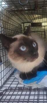 Siamese Cats Available for Adoption - Sam I Am | PetCurious