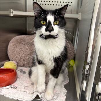 Chloe -  Domestic Short Hair Cat for Adoption in Clavet, Saskatchewan - Chloe | PetCurious