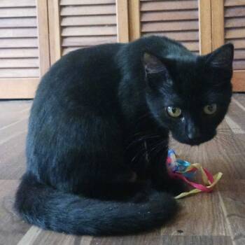 Rescue Domestic Short Hair Cats for Adoption in Valdosta, Georgia - The Void | PetCurious