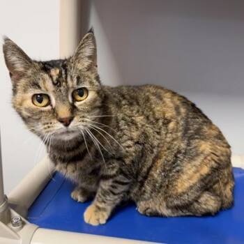 Domestic Short Hair Cats Available for Adoption in Janesville, Wisconsin - Fruit Loop | PetCurious
