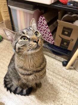 Reacher -  Domestic Short Hair Cat for Adoption in Worcester, Massachusetts - Reacher | PetCurious