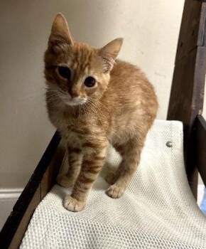 Louie -  Domestic Short Hair Cat for Adoption in Duluth, Georgia - Louie | PetCurious