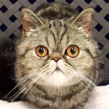 Zoe -  Persian Cat for Adoption in Fort Davis, Texas - Zoe | PetCurious