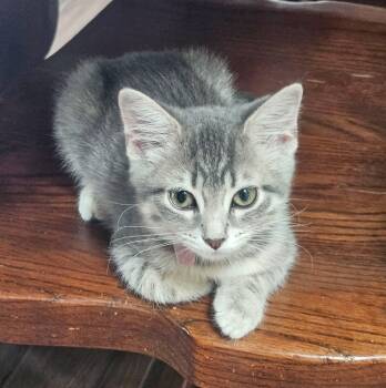 Lily -  Tabby Cat for Adoption in Manhattan, Kansas - Lily | PetCurious