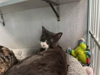 Rescue Domestic Short Hair Cats for Adoption in Berryville, Virginia - Aperol | PetCurious