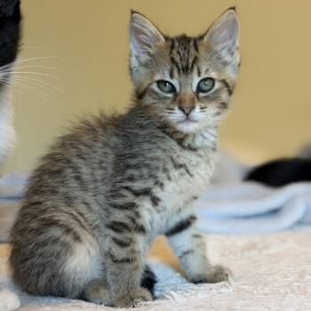 Tiger -  Domestic Short Hair Cat for Adoption in Bentonville, Arkansas - Tiger | PetCurious