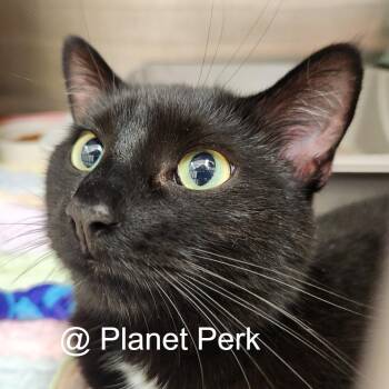 Lucia -  Domestic Short Hair Cat for Adoption in Oshkosh, Wisconsin - Lucia | PetCurious
