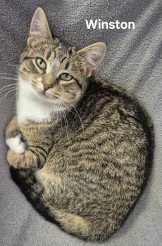 Domestic Short Hair Cats Available for Adoption - Winston | PetCurious