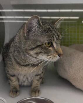 Domestic Short Hair Cats Available for Adoption - Mack IL | PetCurious