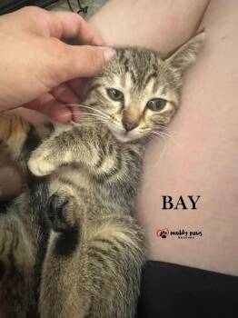 Bay -  Tabby Cat for Adoption in Council Bluffs, Iowa - Bay | PetCurious