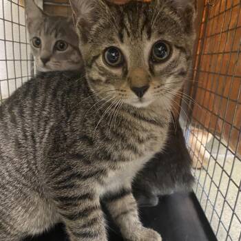 71707 -  Domestic Short Hair Cat for Adoption in Harrisonburg, Virginia - 71707 | PetCurious