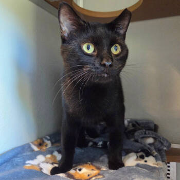 Rescue Domestic Short Hair Cats for Adoption in Chattanooga, Tennessee - Jet | PetCurious