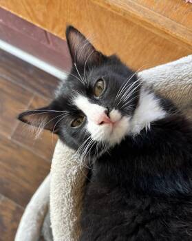 Sheena -  Domestic Long Hair Cat for Adoption in Raymond, Washington - Sheena | PetCurious