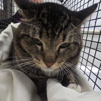Stepdad -  Domestic Short Hair Cat for Adoption in Los Angeles, California - Stepdad | PetCurious