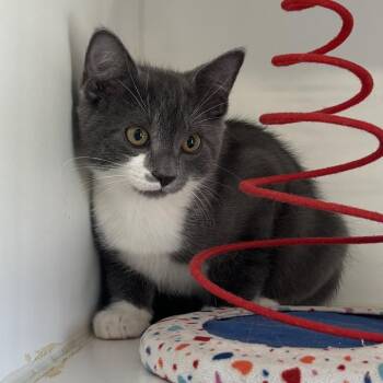 Nemo -  Domestic Short Hair Cat for Adoption in Sunnyvale, Texas - Nemo | PetCurious