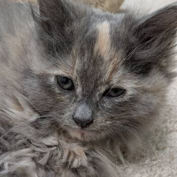 Rescue Domestic Long Hair Cats for Adoption in North Branford, Connecticut - 25-248 GInger | PetCurious