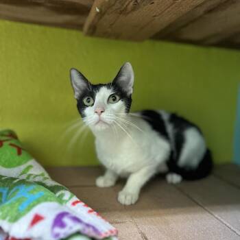 Domestic Short Hair Cats Available for Adoption - Patches | PetCurious