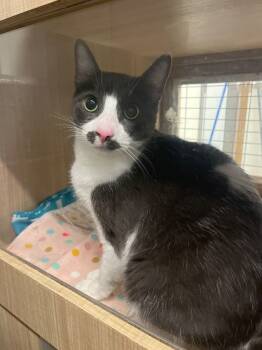 Rescue Domestic Short Hair Cats for Adoption in Bossier City, Louisiana - Gumbo | PetCurious