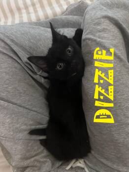 Dizzie -  Domestic Medium Hair and Domestic Short Hair Cat for Adoption in Walnut Creek, California - Dizzie | PetCurious