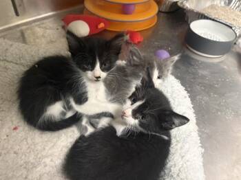 YOSHI YAMAMEOWTO -  Domestic Short Hair Cat for Adoption in Tustin, California - YOSHI YAMAMEOWTO | PetCurious