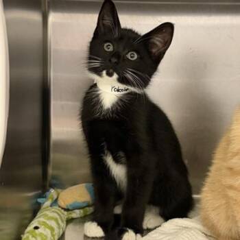 Yokohama -  Domestic Short Hair Cat for Adoption in Richmond, Virginia - Yokohama | PetCurious