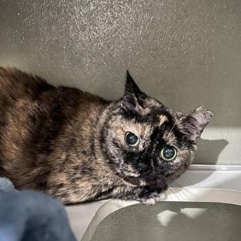 Domestic Short Hair Cats Available for Adoption in Winston-salem, North Carolina - Turtle | PetCurious