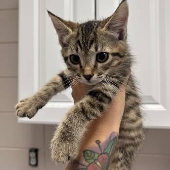 Cricket -  Domestic Short Hair Cat for Adoption in Huntsville, Alabama - Cricket | PetCurious