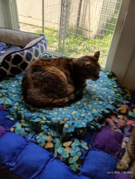 Diamond -  Domestic Short Hair Cat for Adoption in Saint James, Minnesota - Diamond | PetCurious