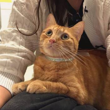 Rescue Domestic Short Hair Cats for Adoption in Los Angeles, California - Ms. Citrus | PetCurious