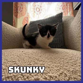 Skunky -  Domestic Short Hair Cat for Adoption in Glenwood, Minnesota - Skunky | PetCurious
