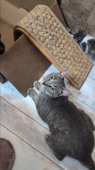 Rescue Tabby Cats for Adoption in Fort Lauderdale, Florida - Lady Miso | PetCurious