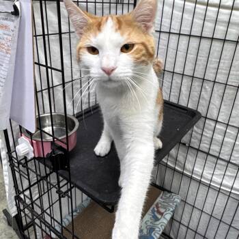 Domestic Short Hair Cats Available for Adoption in Mokena, Illinois - Peepers | PetCurious